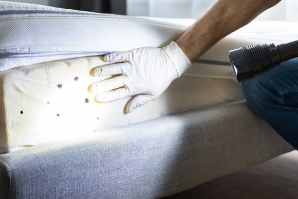 Best Best Pest Control Near Me  in Oral City, FL