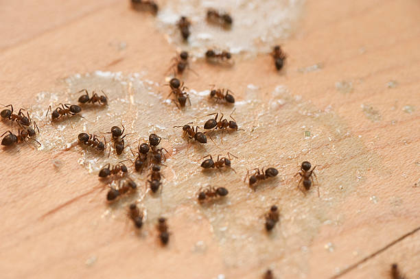 Best Affordable Pest Control Services  in Oral City, FL
